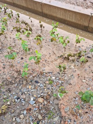 백현호님의 콩 · 자유게시판 작성글 사진