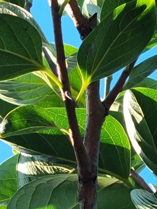 대봉감&단감님의 감 · 자유게시판 작성글 사진