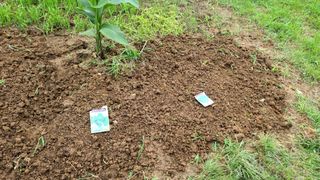 이교일지사랑이랍니다님의 벼 · 병해충상담 작성글 사진