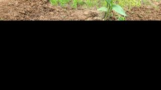 이교일지사랑이랍니다님의 벼 · 병해충상담 작성글 사진