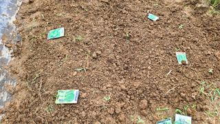 이교일지사랑이랍니다님의 벼 · 병해충상담 작성글 사진