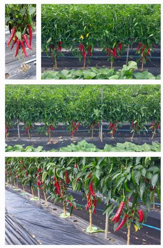 정진해님의 고추 · 일상 작성글 사진