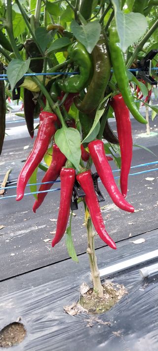 정진해님의 고추 · 일상 작성글 사진