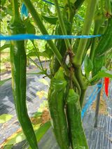 팜모닝 고추·병해충상담 게시글 이미지