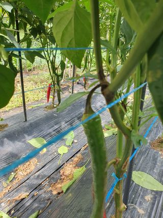 황동진님의 고추 · 병해충상담 작성글 사진