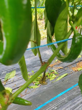 황동진님의 고추 · 병해충상담 작성글 사진