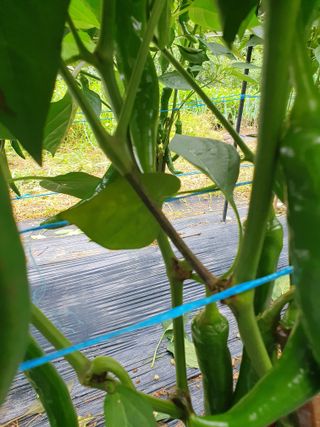 황동진님의 고추 · 병해충상담 작성글 사진