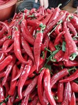 팜모닝 고추·수확 게시글 이미지