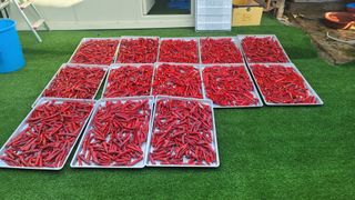 김해균 님의 고추 · 수확 작성글 사진