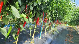 김해균 님의 고추 · 수확 작성글 사진