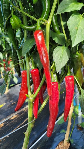 김해균 님의 고추 · 수확 작성글 사진