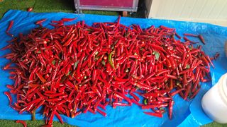 김해균 님의 고추 · 수확 작성글 사진