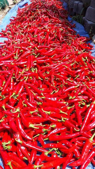 정상훈님의 고추 · 일상 작성글 사진