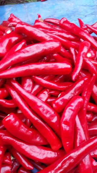 정상훈님의 고추 · 일상 작성글 사진