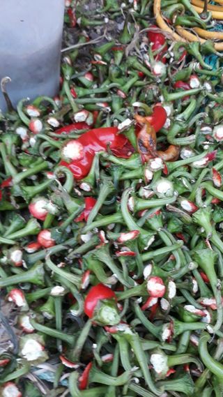 정상훈님의 고추 · 일상 작성글 사진