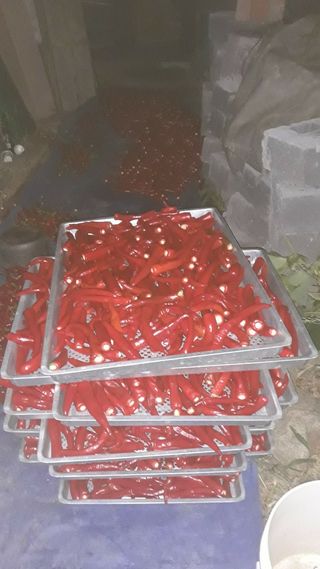 정상훈님의 고추 · 일상 작성글 사진