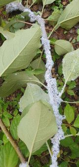 팜모닝 사과·병해충상담 게시글 이미지