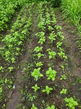 팜모닝 토마토·영농일지 게시글 이미지