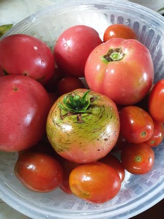 양국헌님의 토마토 · 영농일지 작성글 사진