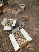 팜모닝 감자·영농일지 게시글 이미지