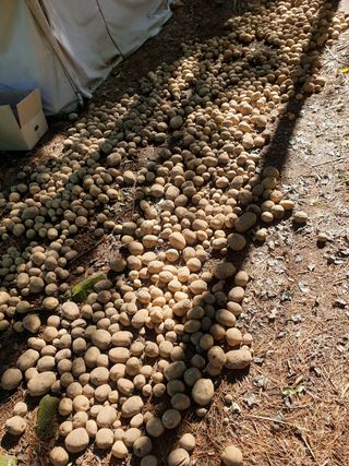 양국헌님의 감자 · 영농일지 작성글 사진