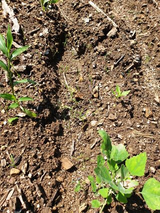 양국헌님의 감자 · 영농일지 작성글 사진