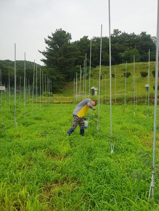 김회철님의 기타작물 · 영농일지 작성글 사진