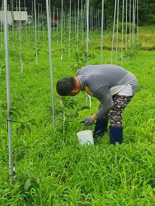 김회철님의 기타작물 · 영농일지 작성글 사진