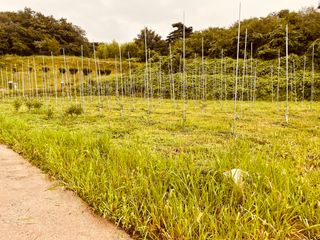 김회철님의 기타작물 · 영농일지 작성글 사진