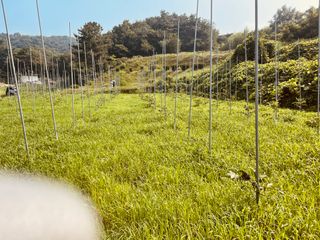 김회철님의 기타작물 · 영농일지 작성글 사진