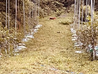 김회철님의 기타작물 · 영농일지 작성글 사진