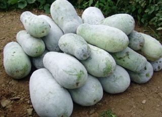 산성골농장님의 작성글 사진