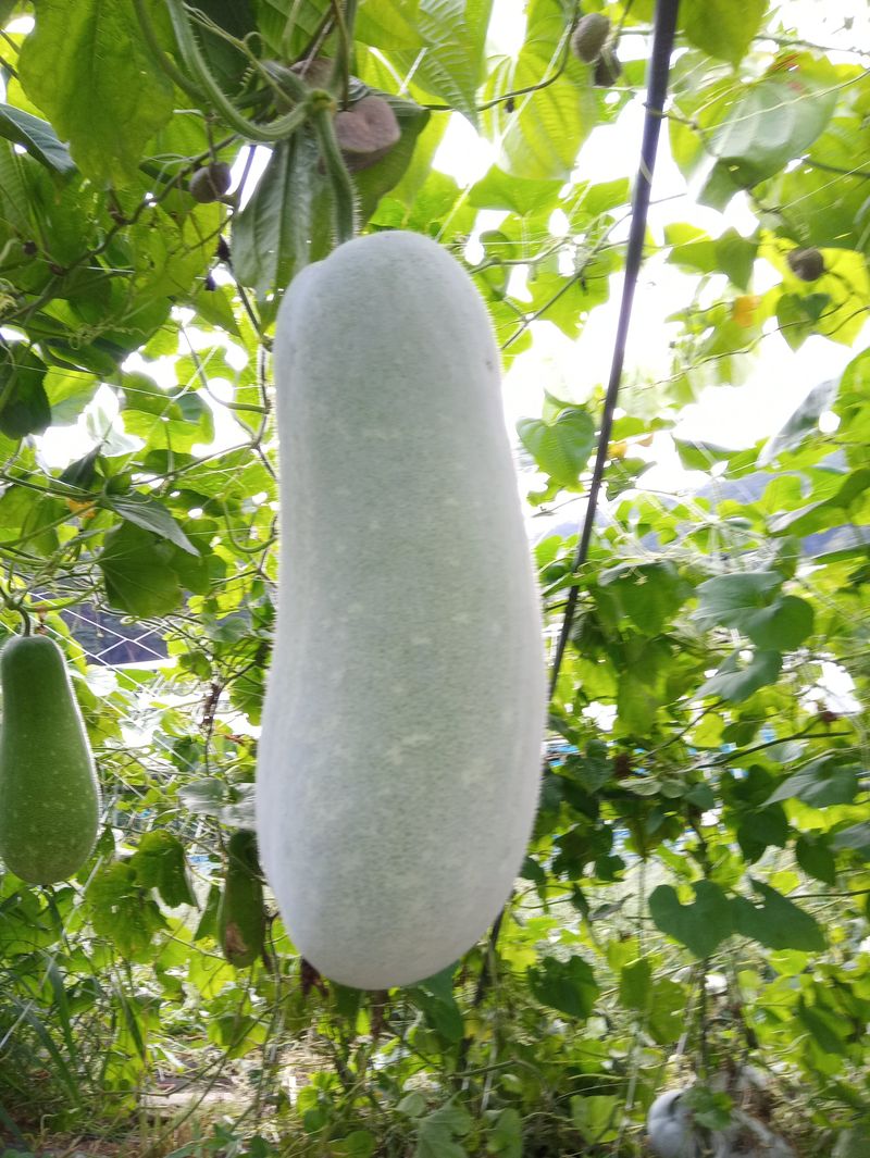 산성골농장님의 장터 판매 상품 [동과(박)] 첨부 사진