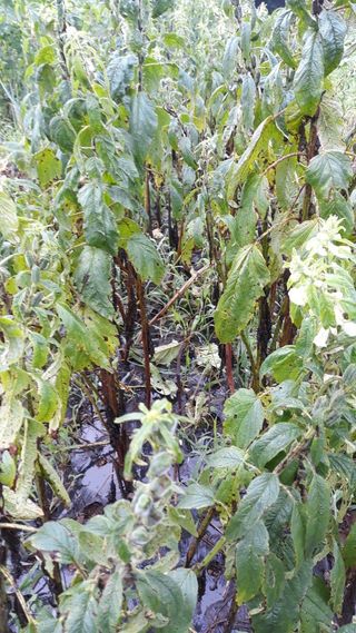 정상훈님의 참깨 · 자유게시판 작성글 사진