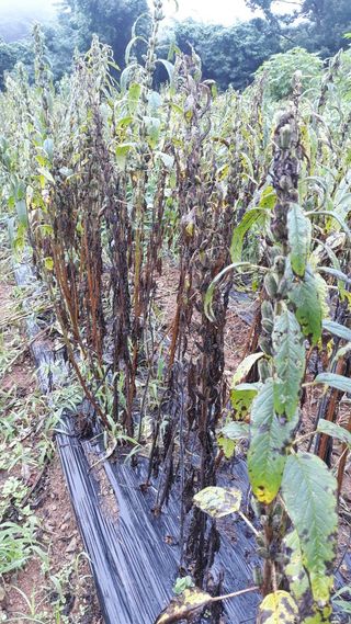 정상훈님의 참깨 · 자유게시판 작성글 사진