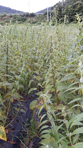 정상훈님의 참깨 · 자유게시판 작성글 사진