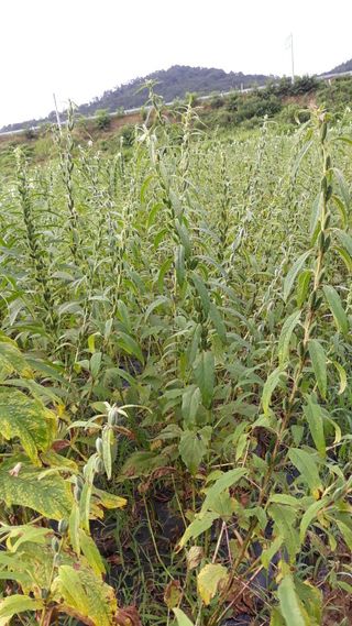 정상훈님의 참깨 · 자유게시판 작성글 사진