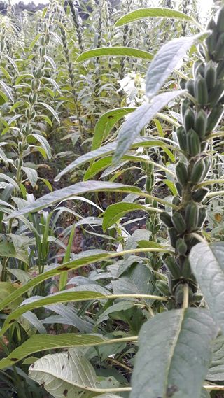 정상훈님의 참깨 · 자유게시판 작성글 사진