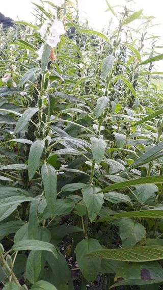 정상훈님의 참깨 · 자유게시판 작성글 사진