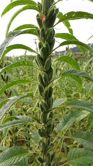 정상훈님의 참깨 · 자유게시판 작성글 사진