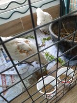 팜모닝 옥수수·자유게시판 게시글 이미지