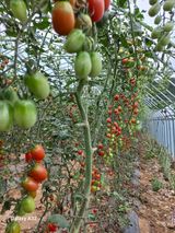 팜모닝 토마토·수확 게시글 이미지