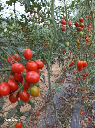 낙동농장님의 토마토 · 수확 작성글 사진