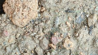 낭랑40대님의 콩 · 병해충상담 작성글 사진