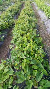 팜모닝 기타작물·자유게시판 게시글 이미지