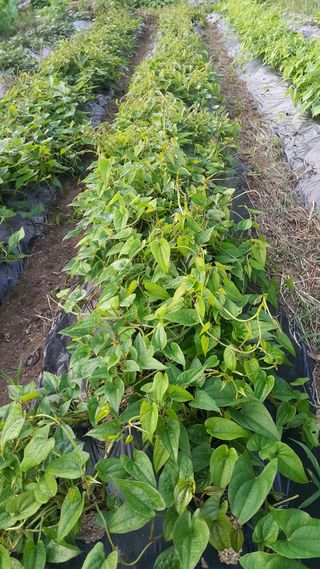 정보센터님의 기타작물 · 자유게시판 작성글 사진