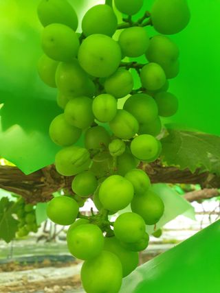 황산포도원님의 포도 · 병해충상담 작성글 사진