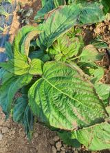 팜모닝 고추·병해충상담 게시글 이미지