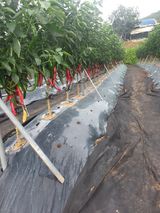 팜모닝 고추·일상 게시글 이미지