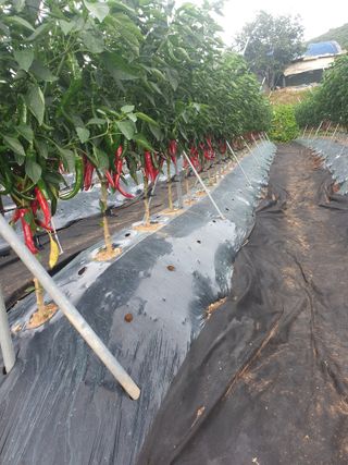 김주희님의 고추 · 일상 작성글 사진